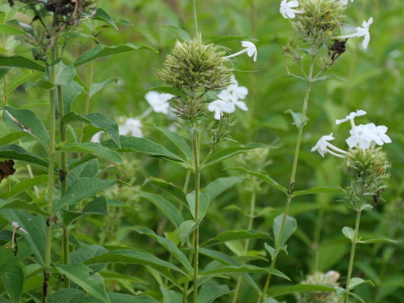 Phlox paniculata