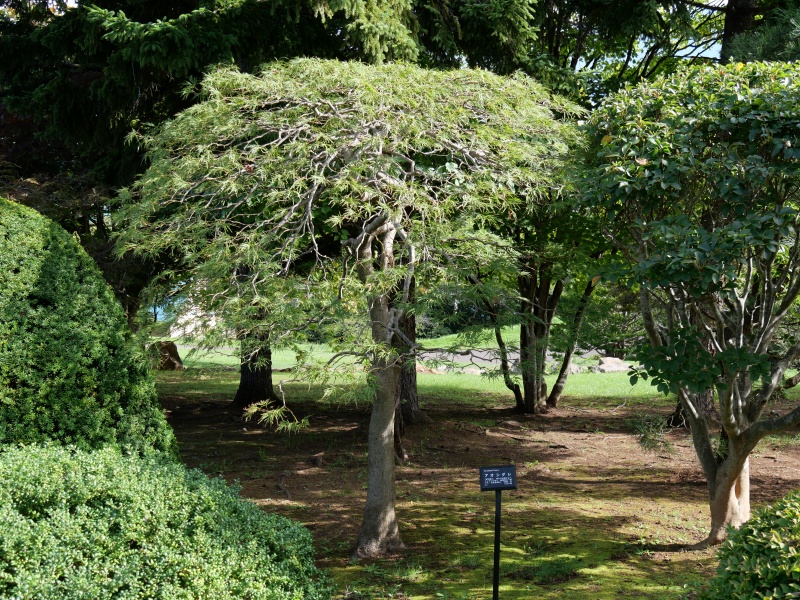 アオシダレ(Acer palmatum cv.)