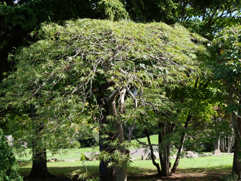 アオシダレ(Acer palmatum cv.)