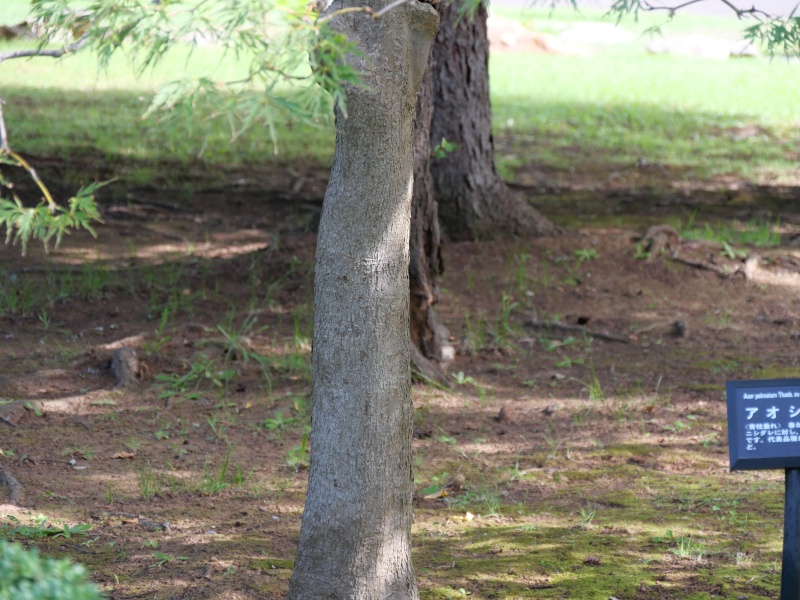 アオシダレ(Acer palmatum cv.)