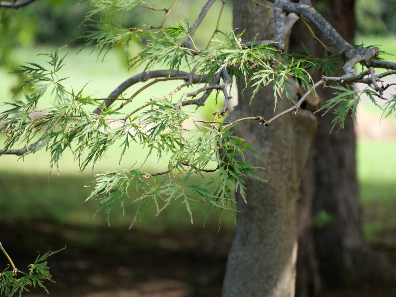 アオシダレ(Acer palmatum cv.)