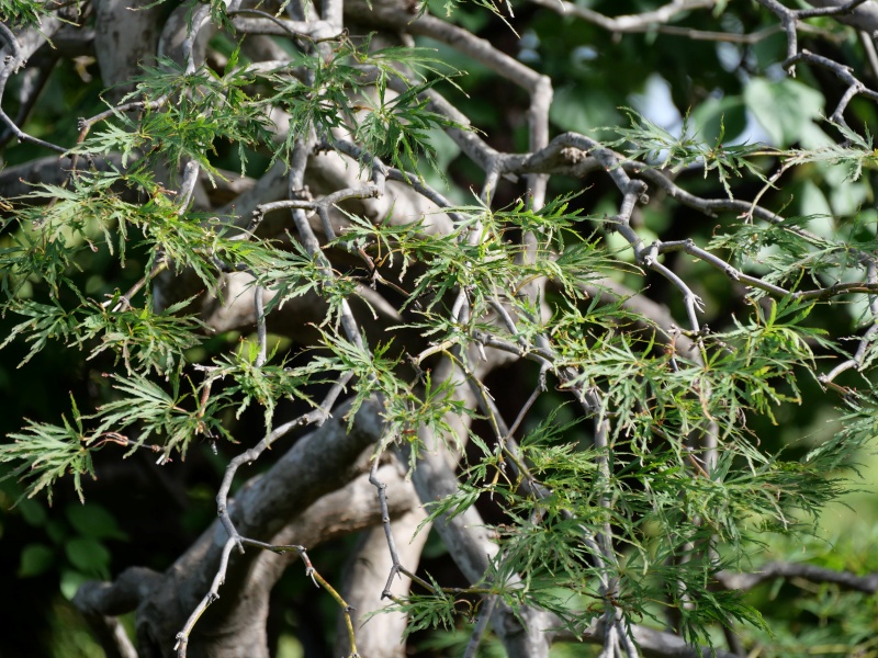 アオシダレ(Acer palmatum cv.)