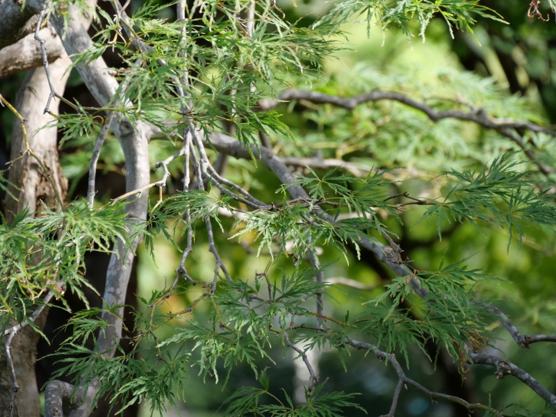 アオシダレ(Acer palmatum cv.)