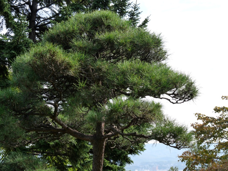 アカマツ(Pinus densiflora)