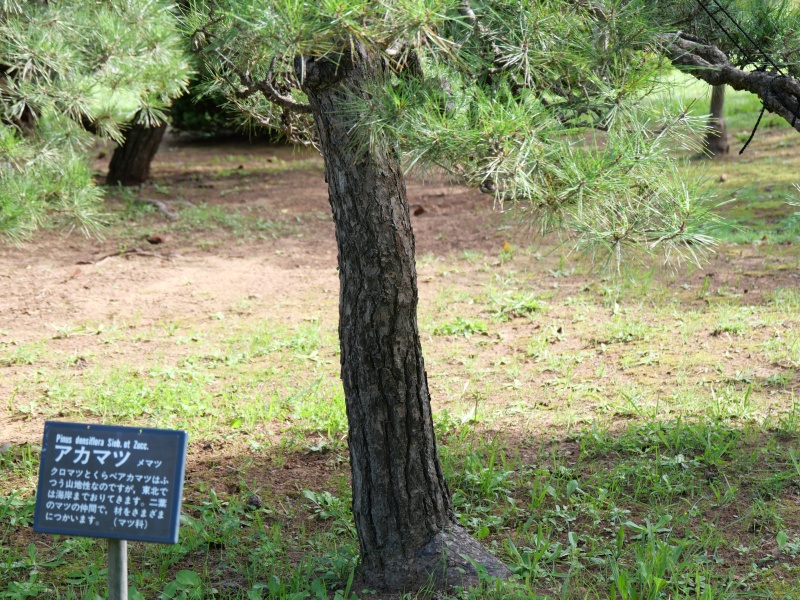 アカマツ(Pinus densiflora)
