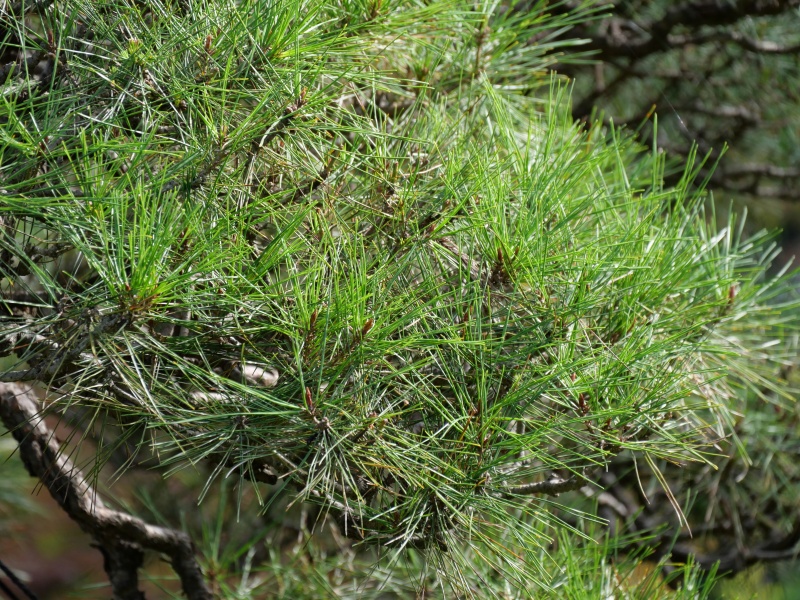 アカマツ(Pinus densiflora)