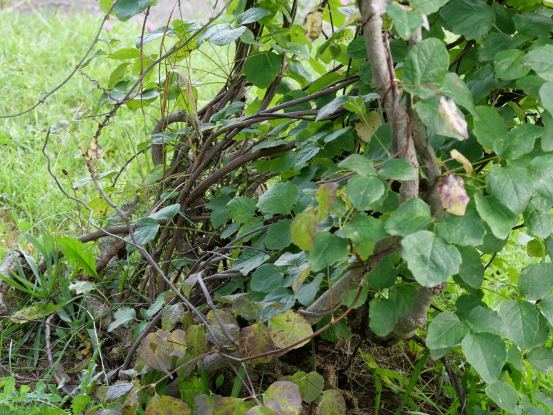 アケビ(Akebia quinata)