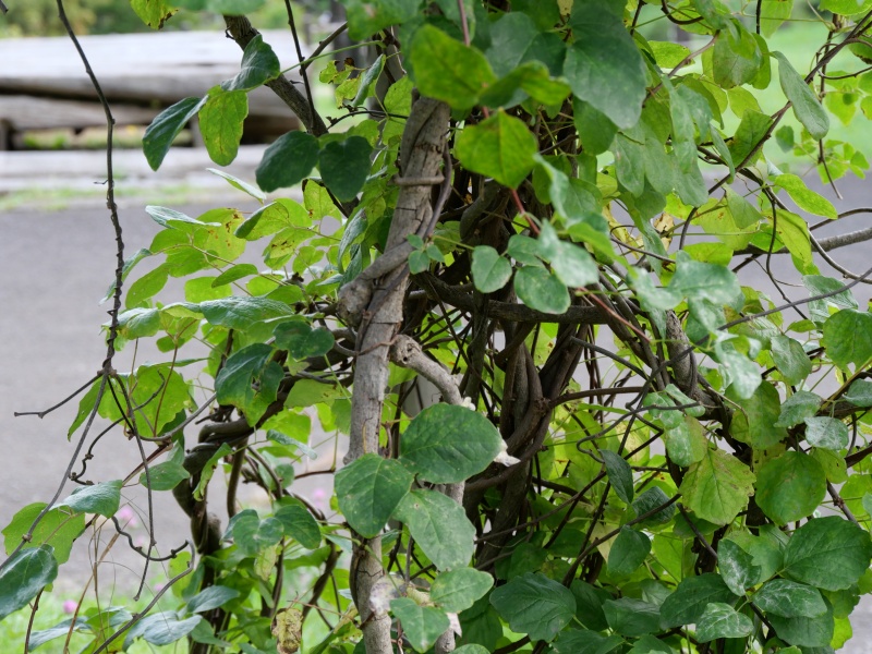 アケビ(Akebia quinata)