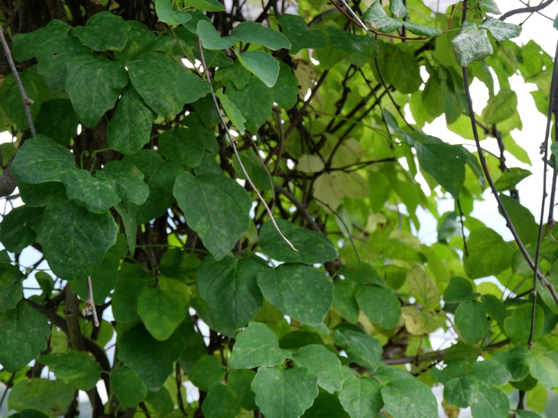 アケビ(Akebia quinata)