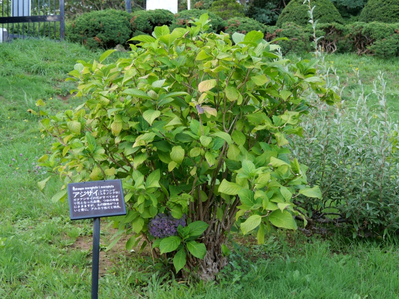アジサイ(Hydrangea macrophylla f. macrophylla)
