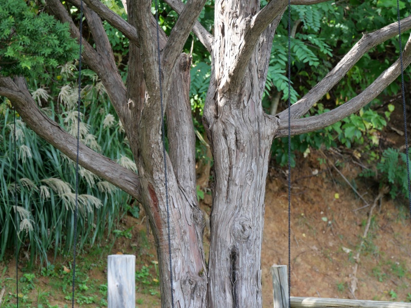 イチイ(Taxus cuspidata)