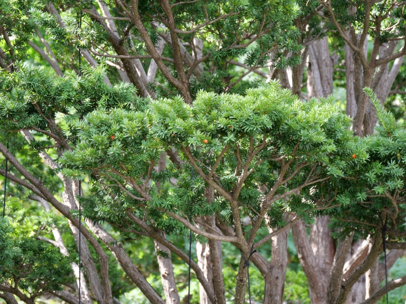 イチイ(Taxus cuspidata)