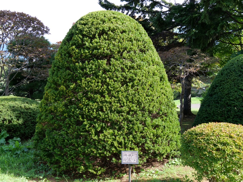 イチイ(Taxus cuspidata)