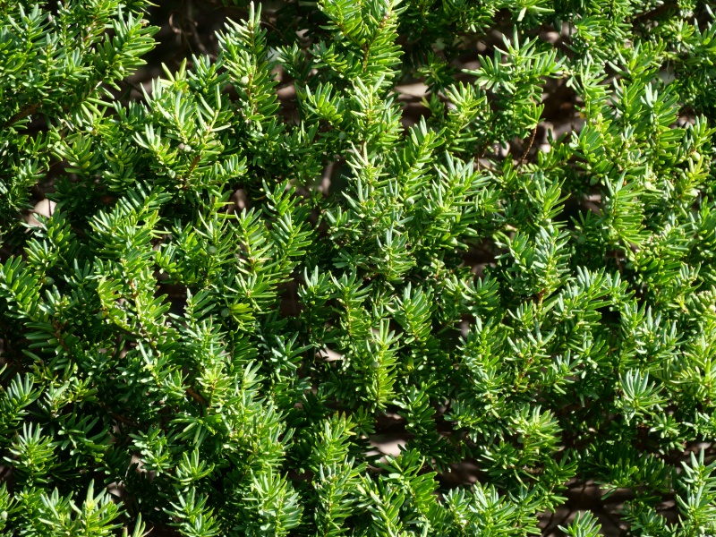イチイ(Taxus cuspidata)