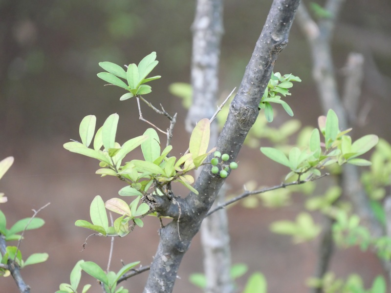 イボタノキ(Ligustrum obtusifolium)