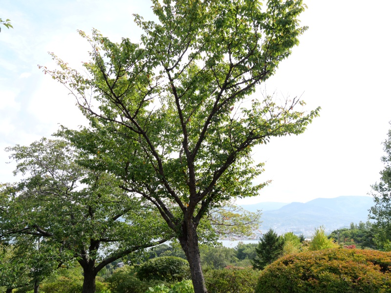エゾヤマザクラ(Prunus sargentii)