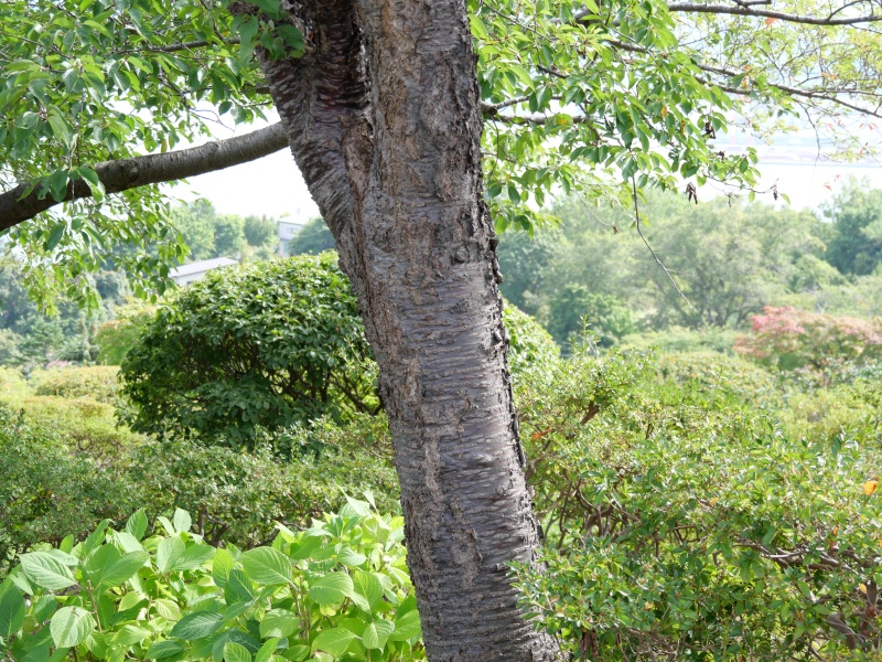 エゾヤマザクラ(Prunus sargentii)