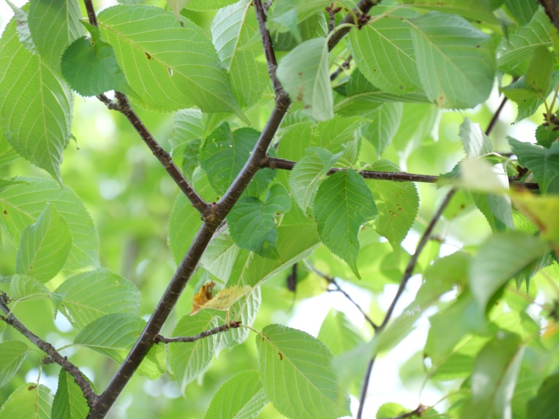 エゾヤマザクラ(Prunus sargentii)