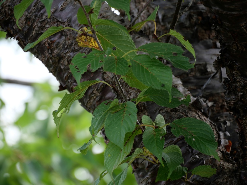 エゾヤマザクラ(Prunus sargentii)