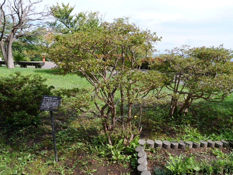 エゾヤマツツジ(Rhododendron obtusum f. latisepalum)