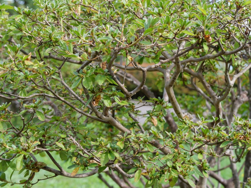 エゾヤマツツジ(Rhododendron obtusum f. latisepalum)