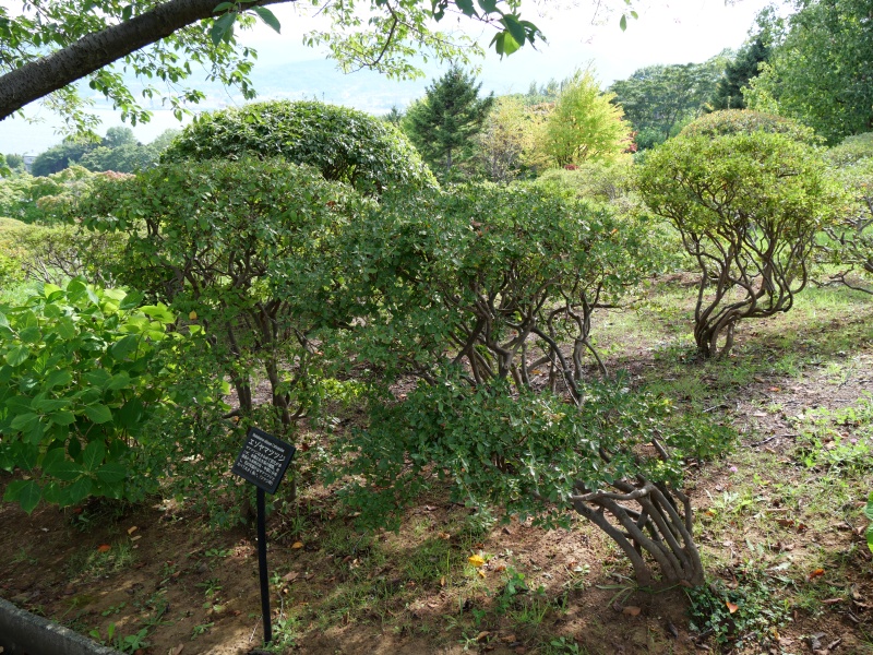 エゾヤマツツジ(Rhododendron obtusum f. latisepalum)