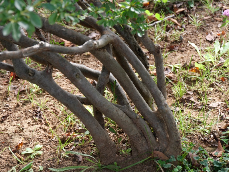 エゾヤマツツジ(Rhododendron obtusum f. latisepalum)