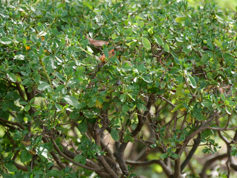 エゾヤマツツジ(Rhododendron obtusum f. latisepalum)
