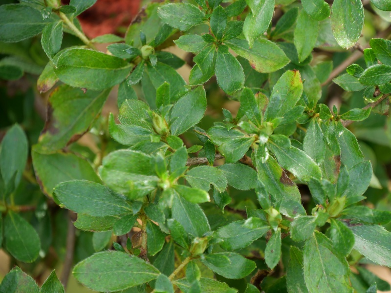 エゾヤマツツジ(Rhododendron obtusum f. latisepalum)