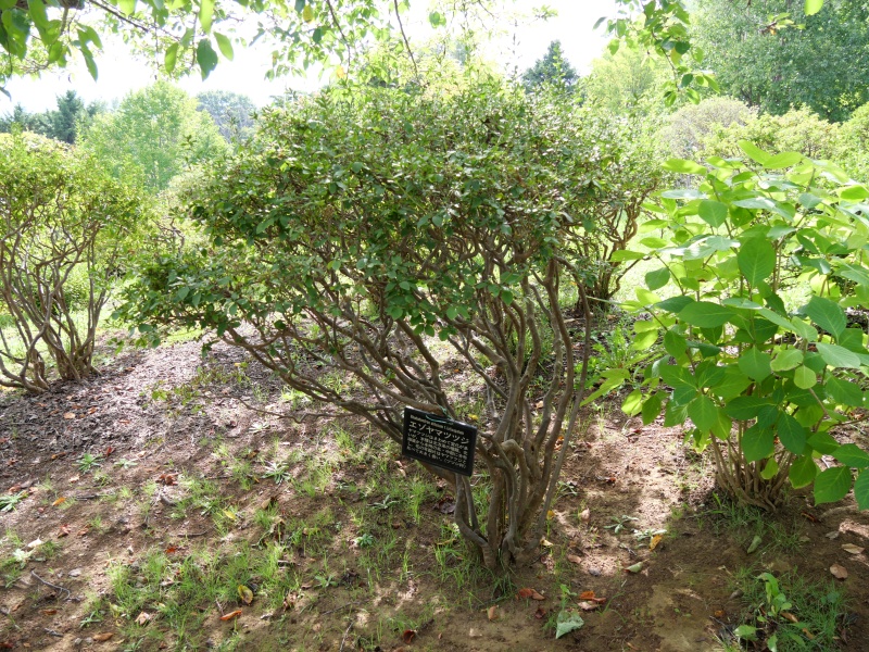 エゾヤマツツジ(Rhododendron obtusum f. latisepalum)