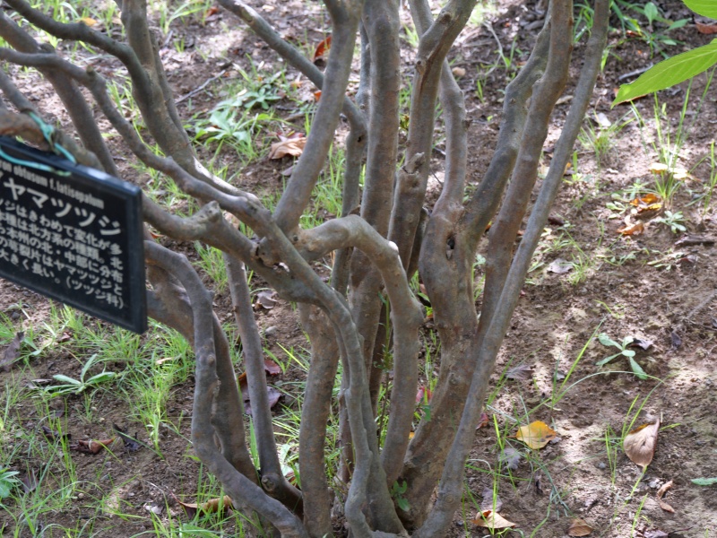 エゾヤマツツジ(Rhododendron obtusum f. latisepalum)