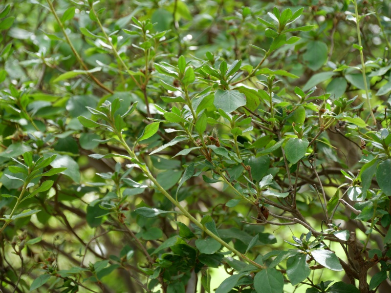 エゾヤマツツジ(Rhododendron obtusum f. latisepalum)