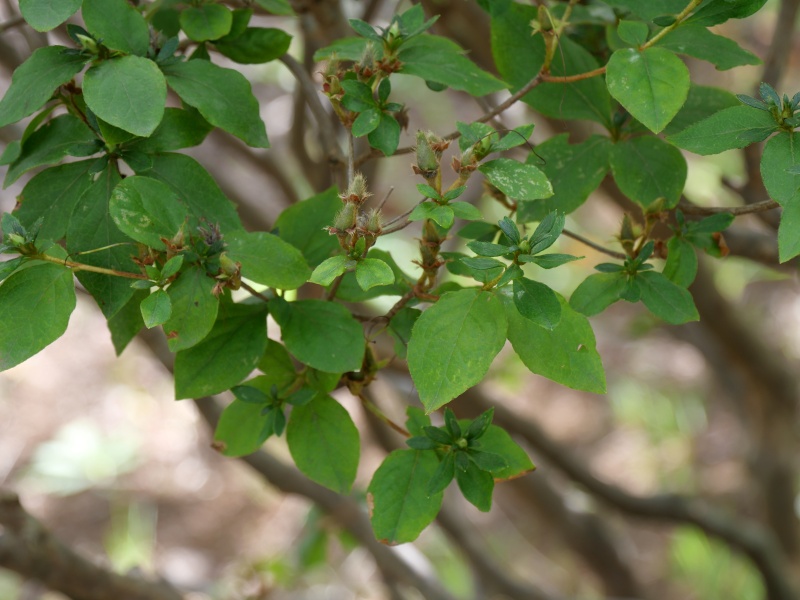 エゾヤマツツジ(Rhododendron obtusum f. latisepalum)