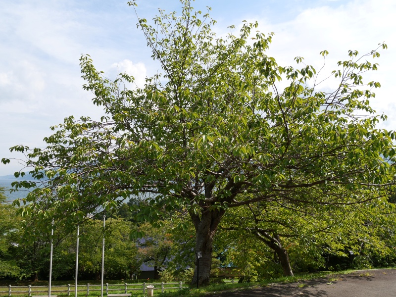 カンザン(Cerasus serrulata ‘Sekiyama’)
