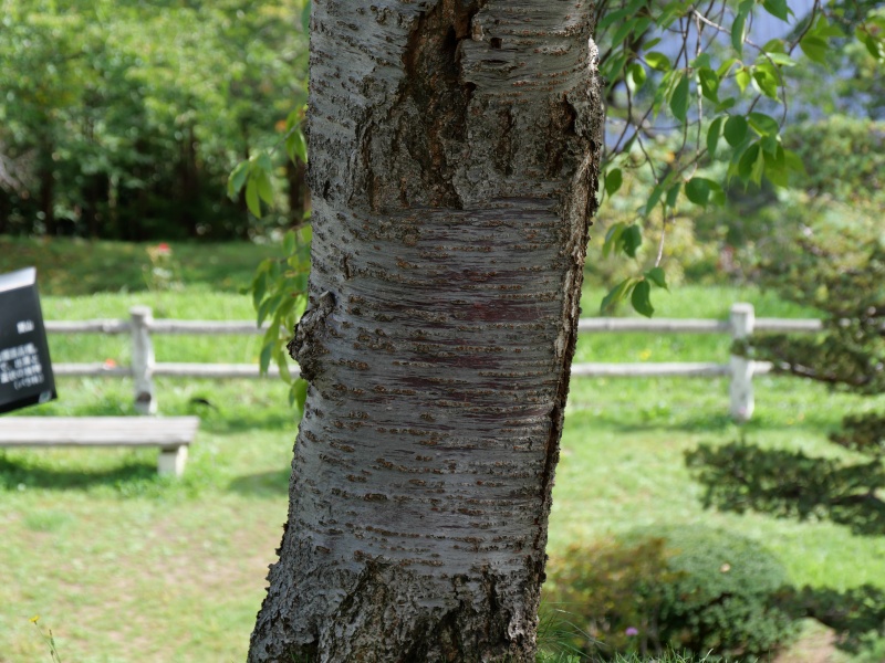 カンザン(Cerasus serrulata ‘Sekiyama’)