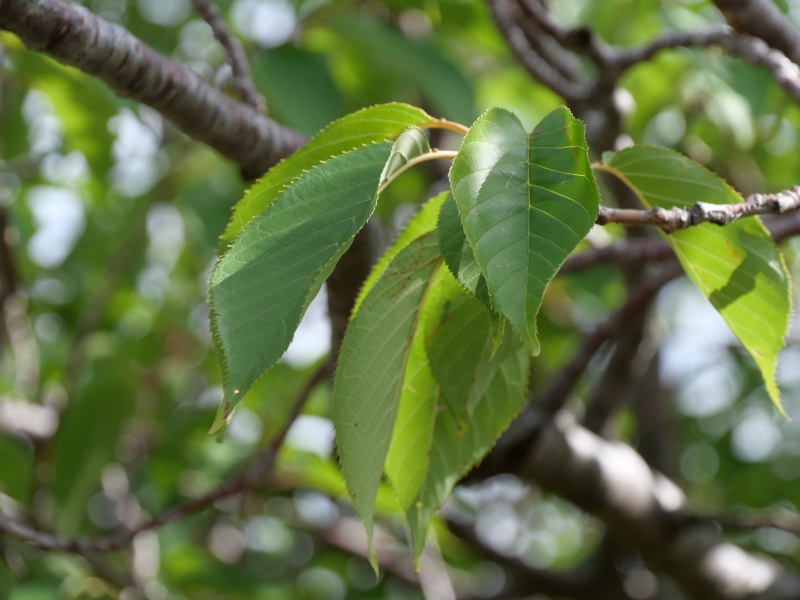 カンザン(Cerasus serrulata ‘Sekiyama’)