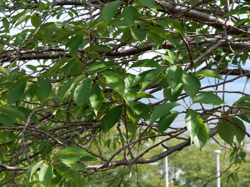 カンザン(Cerasus serrulata ‘Sekiyama’)