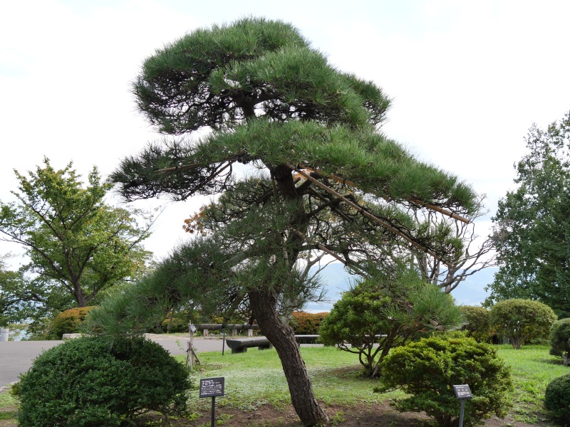 クロマツ(Pinus thunbergii)