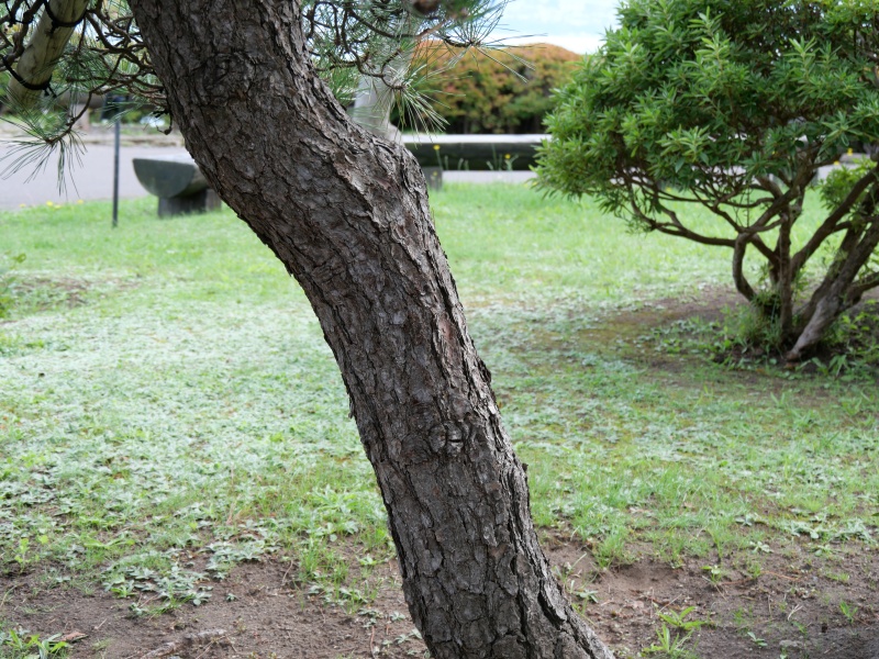 クロマツ(Pinus thunbergii)