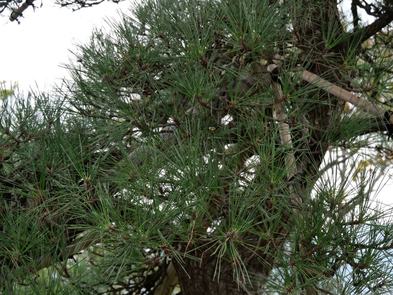 クロマツ(Pinus thunbergii)
