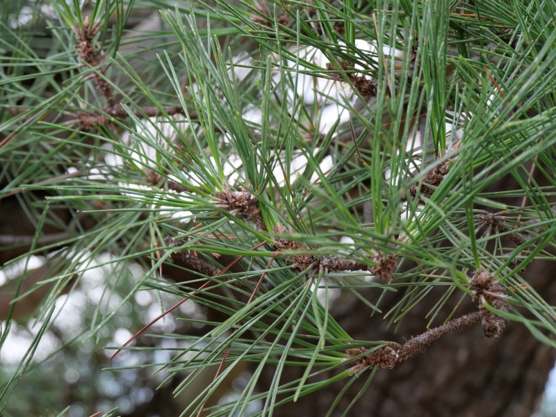 クロマツ(Pinus thunbergii)