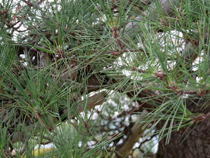 クロマツ(Pinus thunbergii)
