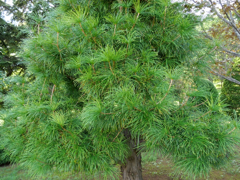 コウヤマキ(Sciadopitys verticillata)