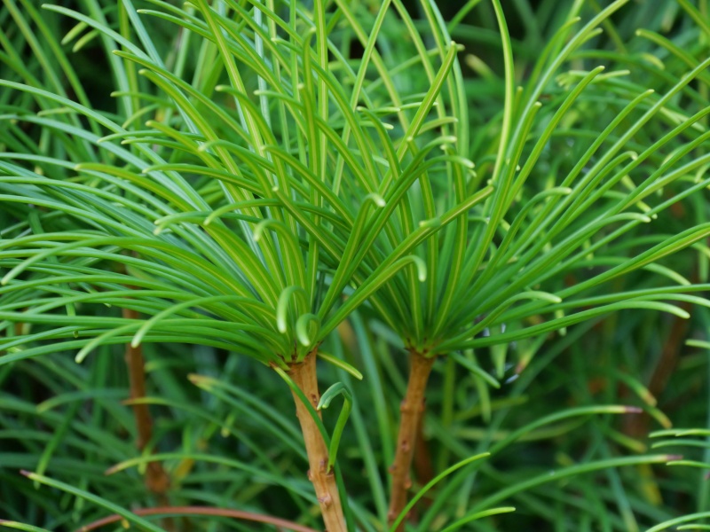 コウヤマキ(Sciadopitys verticillata)