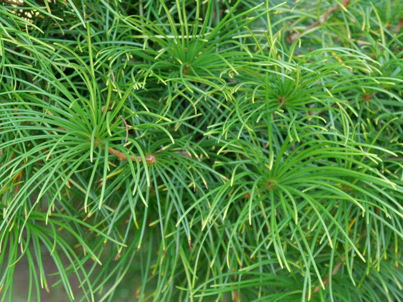 コウヤマキ(Sciadopitys verticillata)