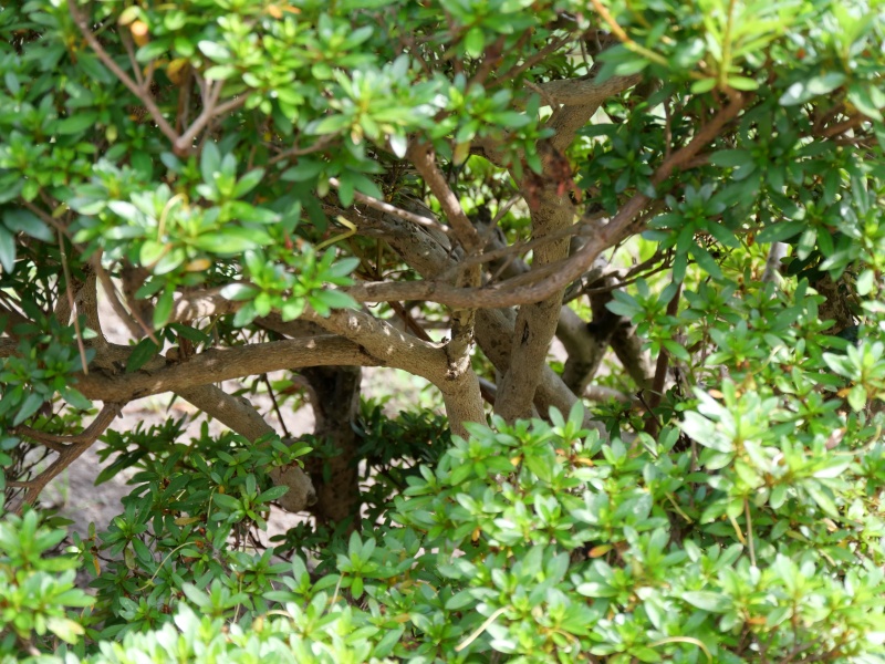 サツキ(Rhododendron indicum)