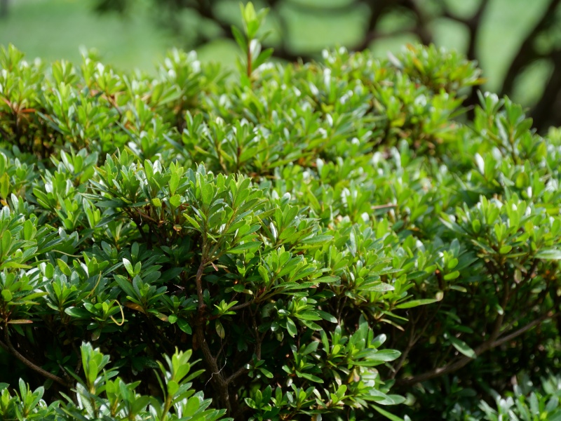 サツキ(Rhododendron indicum)
