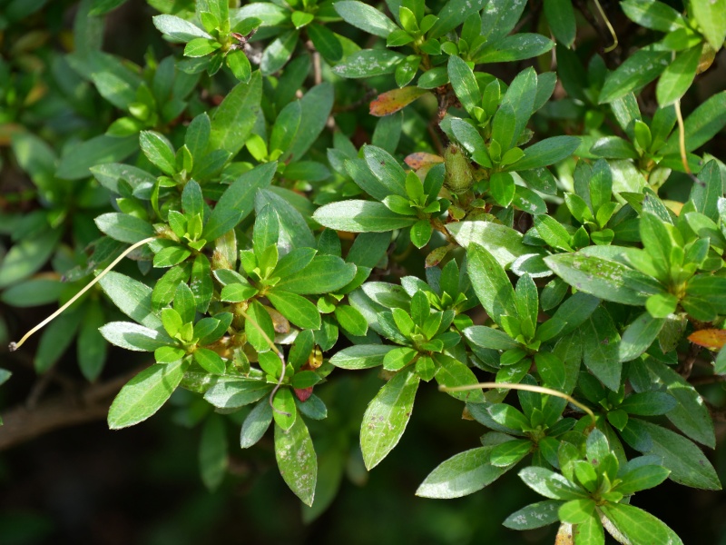 サツキ(Rhododendron indicum)