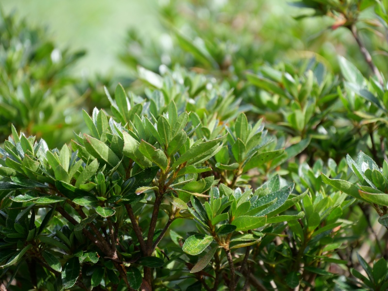 サツキ(Rhododendron indicum)