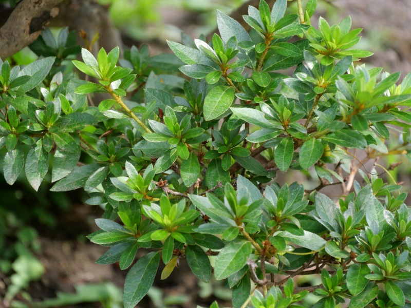 サツキ(Rhododendron indicum)